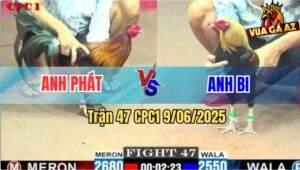 Trận 47 CPC1 9/6/2025 - Gà Chuối Anh Bi Nhỏ Mà Có Võ