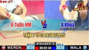 Trận 7 CPC1 26/06/2025 - Gà Bướm Anh Khoa Đá Đâm Như Sát Thủ
