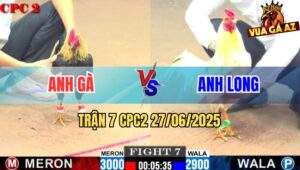Trận 7 CPC2 27/06/2025 - Gà Bướm Anh Long Đâm Đối Thủ La Miệng Bỏ Chạy