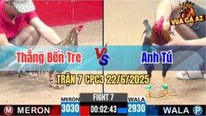 Trận 7 CPC3 22/6/2025 - Gà Bông Anh Thắng Bến Tre Đá Cựa Hiểm