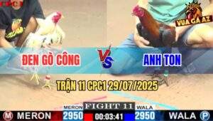 Trận 11 CPC1 29/7/2025 - Bướm Đá Đòn Hiểm Khiến Que Anh Ton La Oai Oái