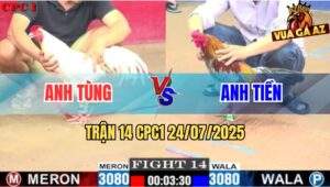Trận 14 CPC1 24/7/2025 - Úa Hiệu Anh Tùng Đá Gà Xam Anh Tiền Quẹo Cổ