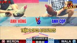 Trận 2 CPC2 4/7/2025 - Gà Que Anh Cọp Đá Gà Chuối Tơi Bời Bung Chạy