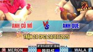 Trận 24 CPC1 24/7/2025 - Gà Úa Anh Củ Mì Đá Gà Điều Anh Que Lìa 1 Cánh