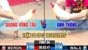 Trận 34 CPC3 16/7/2025 - Gà Anh Quang Đá Gà Anh Thắng Ói Đen Đầu
