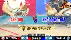 Trận 4 CPC1 3/7/2025 - Gà Xám Anh Ton Đẫm Máu Đá Đối Thủ Chạy Co Giò