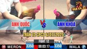 Trận 12 CPC3 6/7/2025 - Gà Anh Quốc Đá Đối Thủ Chết Không Kịp Ngáp