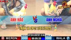 Trận 14 CPC1 1/7/2025 - Gà Úa Anh Hào Đá 1 Tăng Đâm Chuối Té Hết Sửa