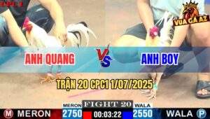 Trận 20 CPC1 1/7/2025 - Gà Úa Chân Trắng Đâm Quá Lực Hạ Gọn Bướm