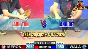 Trận 20 CPC1 31/7/2025 - Gà Que Anh Bé Nạp 3 Cựa Tiễn Đối Thủ Đi Bụi