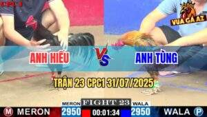 Trận 23 CPC1 31/7/2025 - Gà Anh Phèn Tùng 1 Cước Hạ Gà Que Anh Hiếu