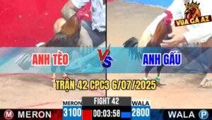 Trận 42 CPC3 6/7/2025 - Anh Tèo Bảo Lộc Vs Anh Gấu