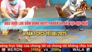 Trận 1 CPC5 19/8/2025 - Điều Đuôi Lao Đâm Ngay Huyệt Tử Hạ Sát Gà Úa