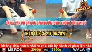 Trận 1 CPC5 21/8/2025 - Gà Úa Khai Màn Đâm Bướm Bỏ Chạy Bay Bồ