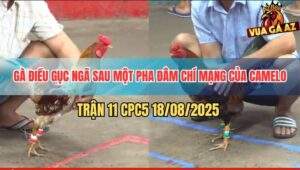 Trận 11 CPC5 18/8/2025 - Camelo Ra Đòn Cực Hiểm Tiễn Gà Điều Lên Đường
