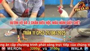 Trận 11 CPC5 21/8/2025 - Gà Bướm Đá Phát Một Đối Thủ Nằm Giãy Chết
