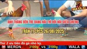 Trận 11 CPC5 26/8/2025 - Anh Thắng Bến Tre Ra 2 Con Hòa Nguyên Cặp