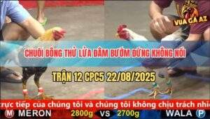 Trận 12 CPC5 22/8/2025 - Chuối Bông Thử Lửa Đâm Bướm Tê Liệt