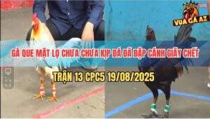 Trận 13 CPC5 19/8/2025 - Bướm Đá 1 Phát, Que Mặt Lọ Đập Cánh Giãy Chết