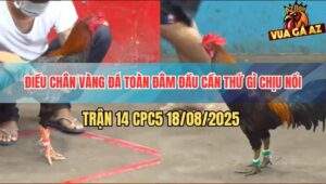 Trận 14 CPC5 18/8/2025 - Điều Chân Vàng Đá Bể Đầu Điều Chân Xanh