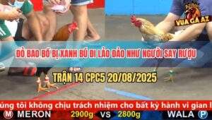 Trận 14 CPC5 20/5/2025 - Đỏ Bao Bồ Bị Xám Cú Đâm Không Trượt Phát Nào
