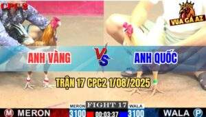 Trận 17 CPC2 1/8/2025 - Gà Bướm Anh Quốc Đâm Cựa Quá Tịch