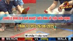 Trận 17 CPC5 26/8/2025 - Gà Anh Thắng Chấp Ngông Bị Đá Trào Máu Họng