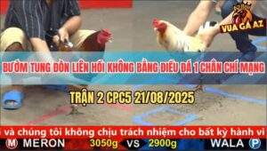 Trận 2 CPC5 21/8/2025 - Bướm Đá Nhiều Không Bằng Điều Một Phát Ăn Ngay