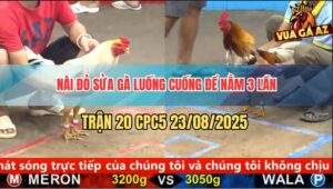 Trận 20 CPC5 23/8/2025 - Nài Đỏ Gấp Ăn Luống Cuống Sửa Gà Để Nằm 3 Lần
