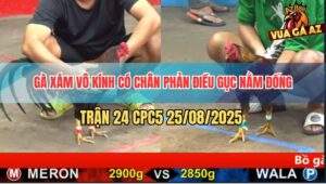 Trận 24 CPC5 25/8/2025 - Gà Xám Có Chân Xạo Lờ Đưa Biện Ra Đảo