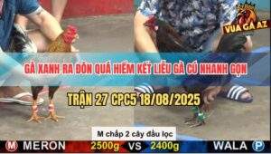 Trận 27 CPC5 18/8/2025 - Gà Cú Chấp 2 Cây Đầu Lọc Bị Đá Chết Tươi