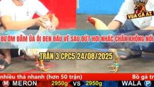 Trận 3 CPC5 24/8/2025 - 3 Lần Nằm Không Thua, Không Nhấc Chân Lại Thua
