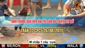 Trận 32 CPC5 26/8/2025 - Gà Anh Thắng Qua C5 Chấp Ngông Bị Đá Te Tua
