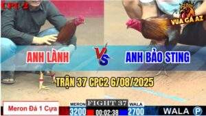Trận 37 CPC2 6/8/2025 - Gà Anh Lành Đứng Cho Gà Anh Bảo Sting Đâm