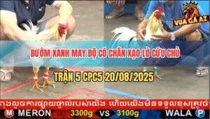 Trận 5 CPC5 20/5/2025 - Bướm Xanh Có Chân Xạo Lờ Lật Ngược Tình Thế