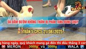 Trận 5 CPC5 21/8/2025 - Gà Úa Đá Chân Nào Gà Bướm Đở Chân Đó