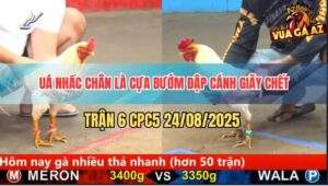 Trận 6 CPC5 24/8/2025 - Gà Úa Nhấc Chân Là Cựa, Bướm Đập Cánh Bò Lết