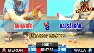 Trận 1 CPC6 11/10/2025 - Gà Cú Anh Nhẽo Đã Trâu Lại Còn Tải Cựa Tốt