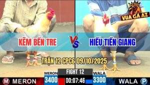 Trận 12 CPC6 9/10/2025 - Gà Úa Anh Hiếu Vô Trong Bỏ Miệng Tài Xử Thua