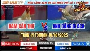 Trận 14 TonHon 18/10/2025 - Bướm Siết Gà Cú Anh Đăng Black Hư Khớp Gối