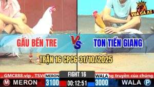 Trận 16 CPC6 31/10/2025 - Anh Gấu Bến Tre Phục Thù Anh Ton Thành Công
