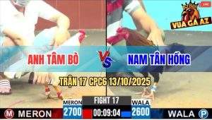 Trận 17 CPC6 13/10/2025 - Gà Que Anh Nam Hạ Sát Úa Cọp Anh Tâm Bò