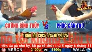 Trận 20 CPC5 24/10/2025 - Anh Cường Bình Thủy Và Anh Phúc Cần Thơ