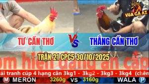 Trận 21 CPC5 30/10/2025 - Anh Tư Cần Thơ Và Anh Thắng Cần Thơ