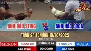 Trận 24 TonHon 10/10/2025 - Anh Bảo Sting Hạ Anh Hắc Coca Lần Thứ 2