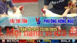 Trận 28 CPC5 23/10/2025 - Úa Cọp Anh Phương Hồng Ngự Đâm Như Sam Sít