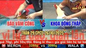 Trận 29 CPC5 26/10/2025 - Anh Bảo Vàm Cống Và Anh Khoa Đồng Tháp