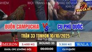 Trận 33 TonHon 10/10/2025 - Gà Cú Anh Đuôn Lên 2 Đá Đối Thủ Bung Chạy