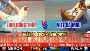 Trận 36 CPC5 30/10/2025 - Anh Linh Đồng Tháp Và Anh Việt Cà Mau