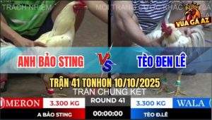 Trận 41 TonHon 10/10/2025 - Chung Kết Giữa Bảo Sting Và Tèo Đen Lê